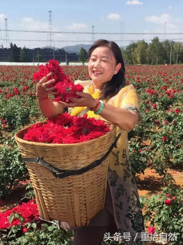 第三朵玫瑰｜鲜花饼里的“墨红”