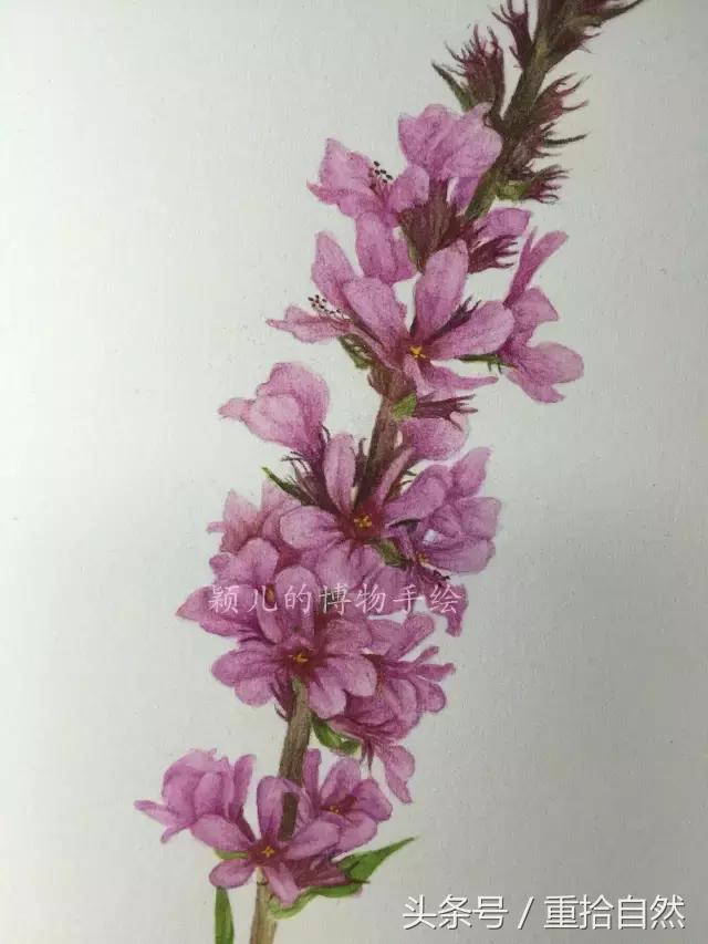 第三朵玫瑰｜鲜花饼里的“墨红”