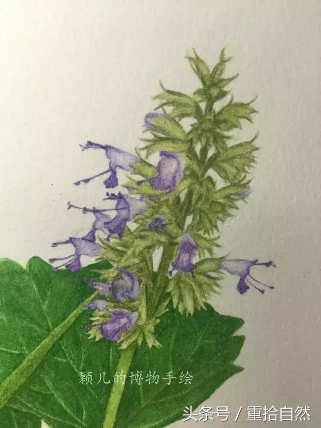 第三朵玫瑰｜鲜花饼里的“墨红”