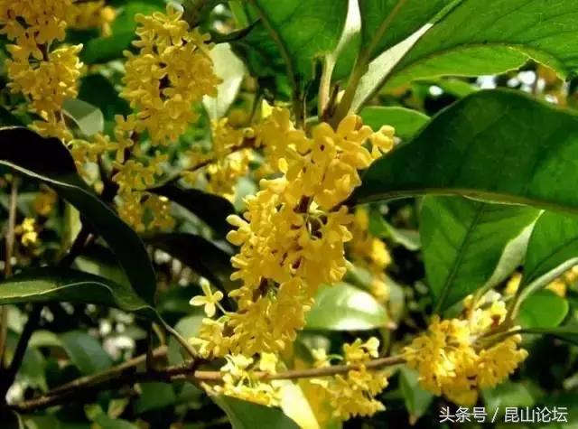 厉害了昆山陆家,厉害了江苏