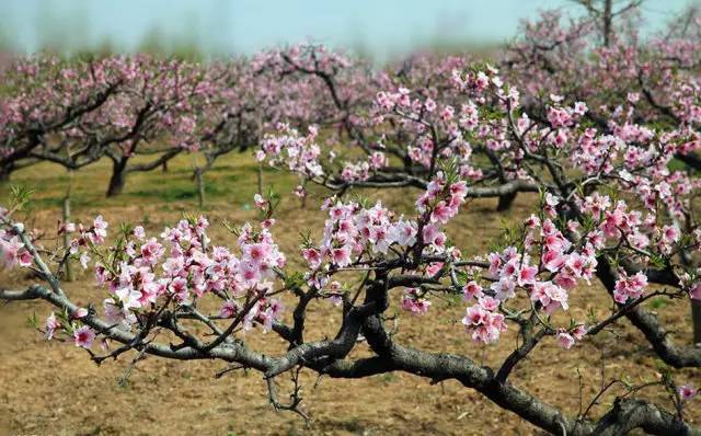 涓夌敓涓変笘鍗侀噷妗冭姳鐧芥祬,涓夌敓涓変笘鍗侀噷妗冭姳灏戣緵