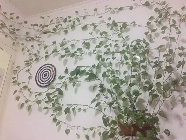 绿萝怎么摆放在墙上,摆在桌子上的绿萝
