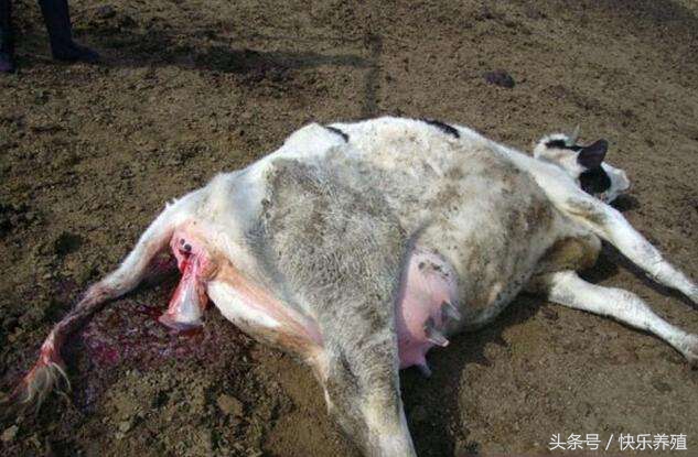 母牛养殖技术及注意事项,母牛产后饲料配方和喂养方法