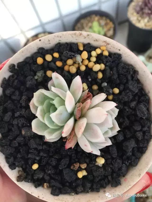 吾家有女初长成全文小说,吾家有女初长成小说精彩阅读