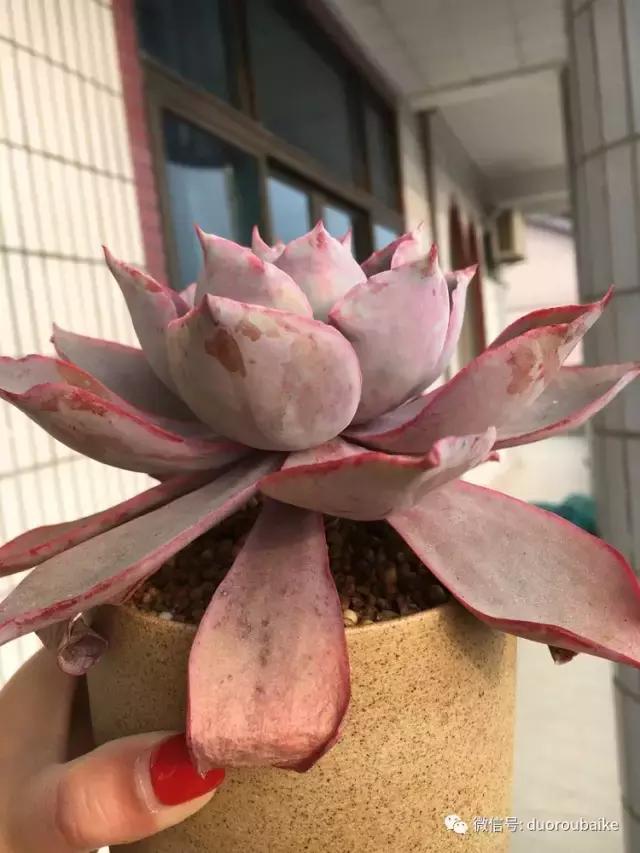 吾家有女初长成全文小说,吾家有女初长成小说精彩阅读