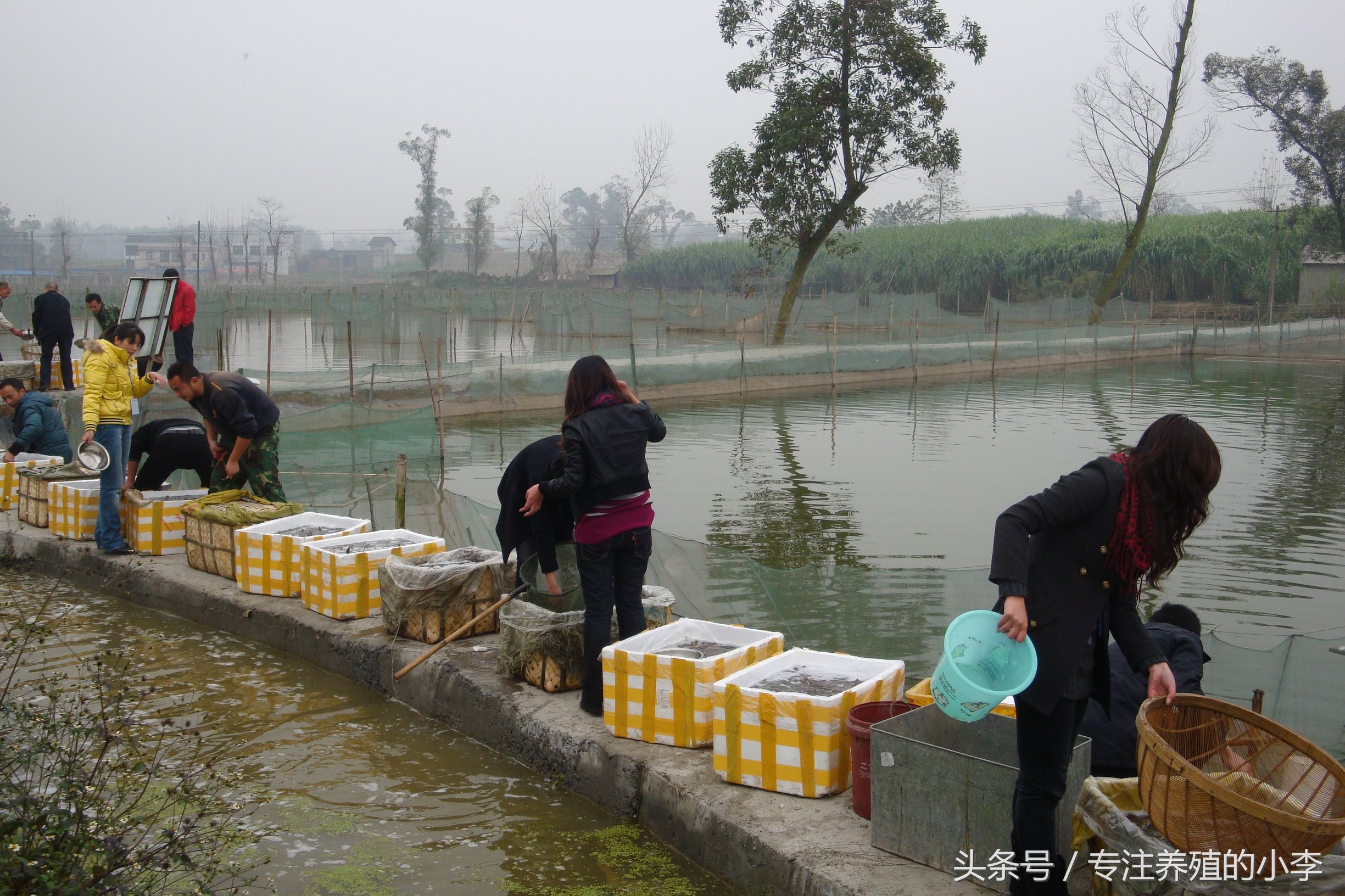 养殖一亩地的泥鳅一年能赚多少钱,人工养泥鳅一亩能赚多少钱利润
