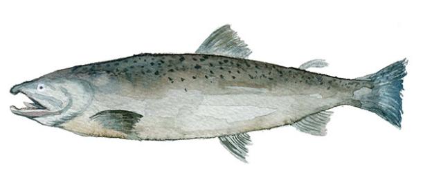 烹饪东北大马哈鱼,大马哈鱼做法生鲜