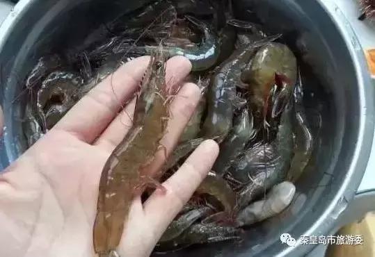 秦皇岛人吃螃蟹,秦皇岛海鲜什么时候吃最好