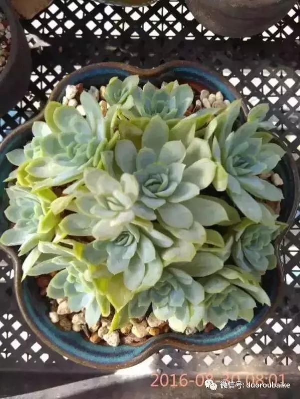 一株多肉治愈整个人心,一棵多肉的逆袭
