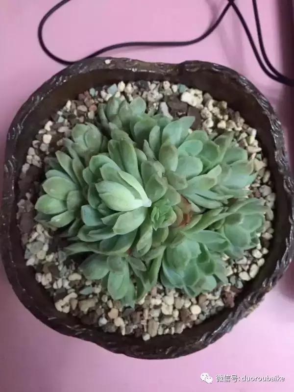 一株多肉治愈整个人心,一棵多肉的逆袭