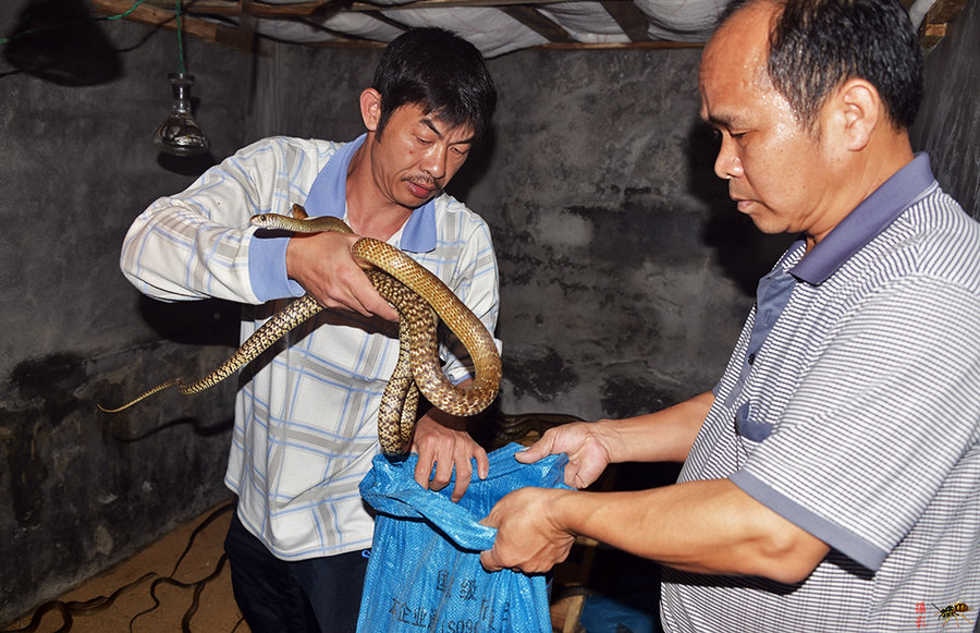 农村养猪养鱼,还有养蛇的,感觉好可怕!