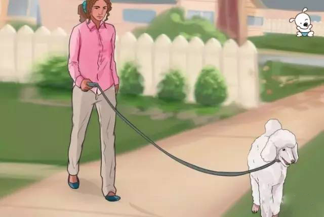 泰迪犬的喂养方法注意事项,泰迪犬的正确喂养方法图解