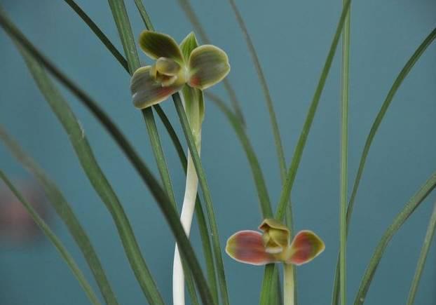 云南最贵的兰花品种有几种,云南兰花名贵品种图片介绍