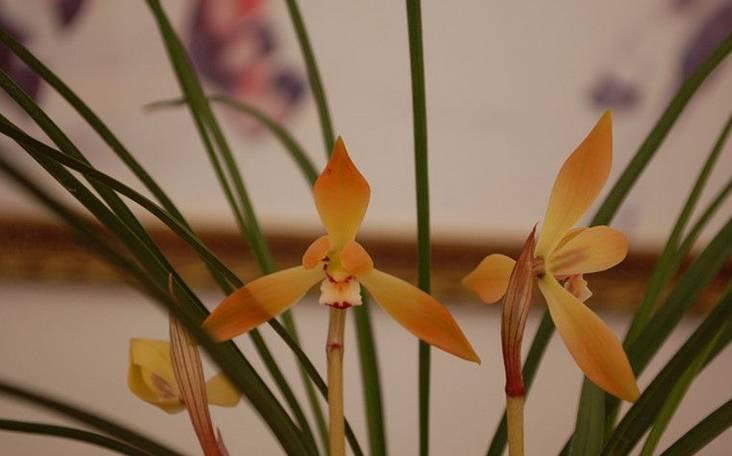 云南最贵的兰花品种有几种,云南兰花名贵品种图片介绍