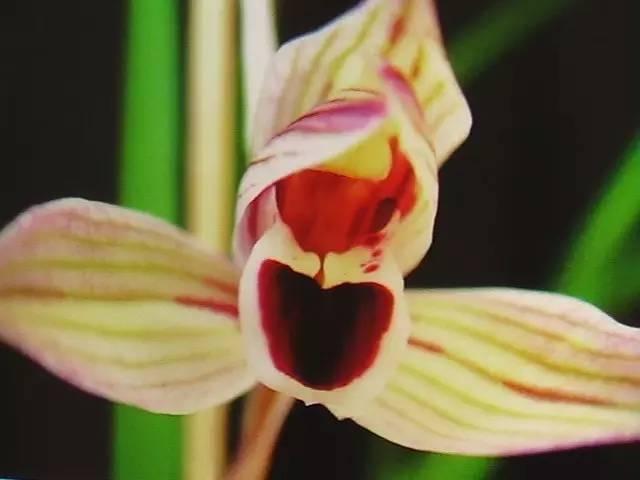 云南最贵的兰花品种有几种,云南兰花名贵品种图片介绍