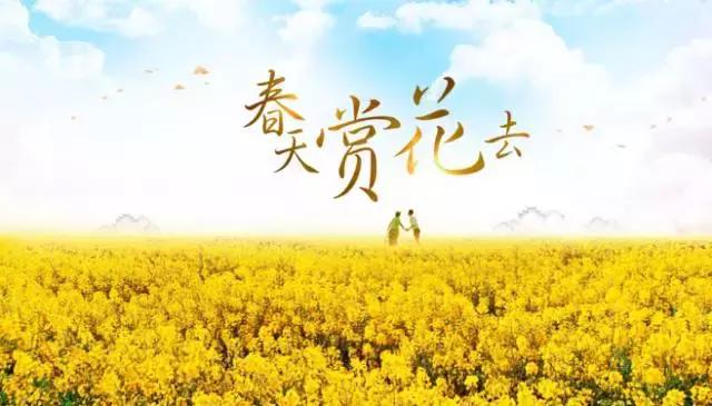 用VR看花海是种怎样的体验?这周就去免费看~