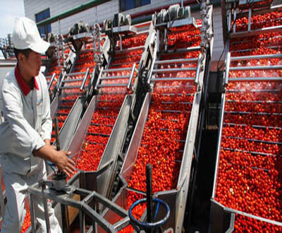 中粮屯河转型,中粮屯河番茄经营收入