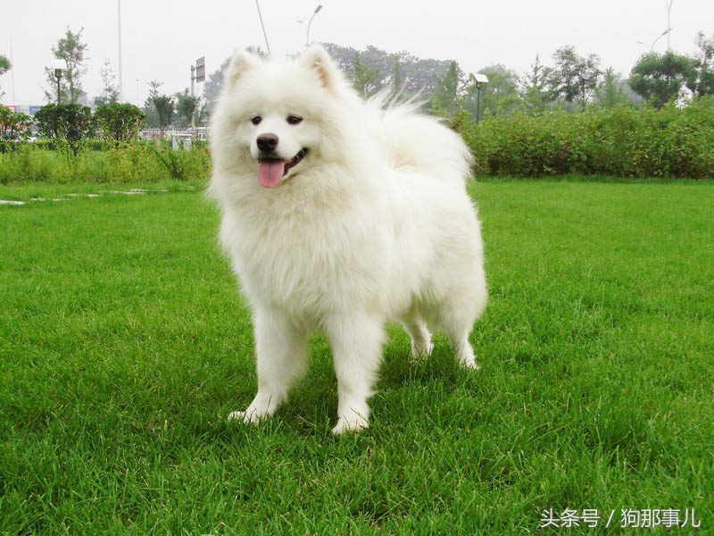 世界上最贵的三种狗狗是哪些,世界上最贵的十种宠物狗