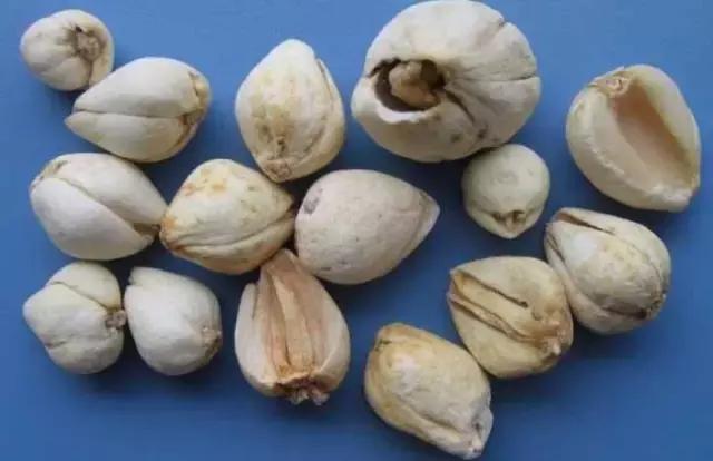 止咳中药配方杏仁川贝母,防风杏仁贝母治咳嗽