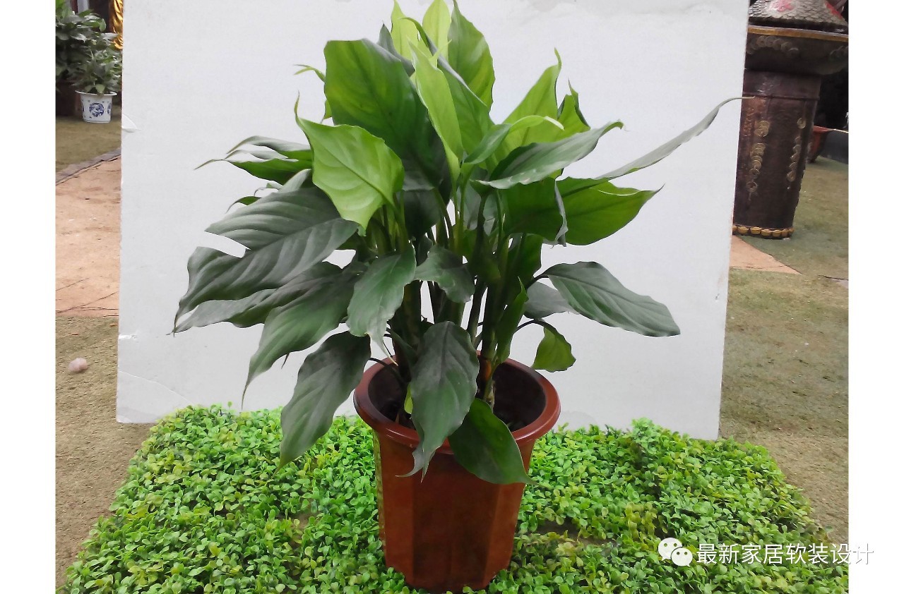 厕所门对客厅怎么解决风水,厕所门对客厅大门化解方法