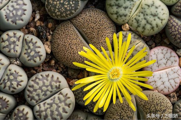 生石花屁屁花怎么养长得快,生石花屁股如何养