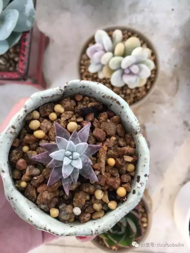 吾家有女初长成全文小说,吾家有女初长成小说精彩阅读