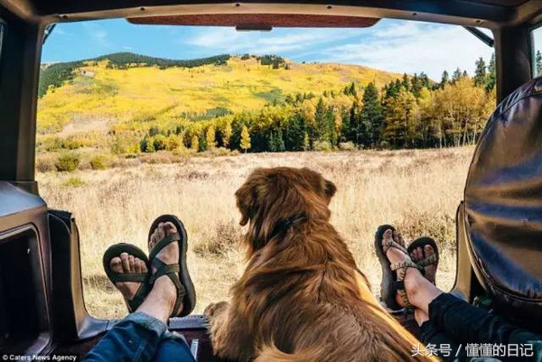 啥时候狗都能当网红了,哪种狗容易成网红