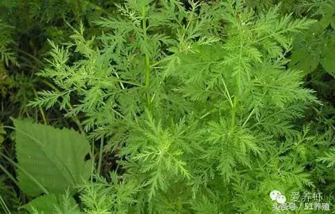 对虾纤毛虫处理方法,对虾有纤毛虫有什么影响吗