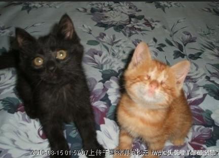 原来动物的世界里也有竞争,动物世界竞争关系