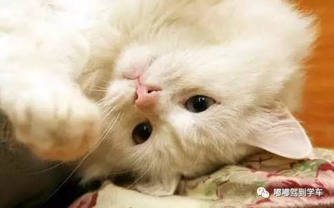 科目二考试倒库最简单方法图片,科目二倒库最详细图解教程