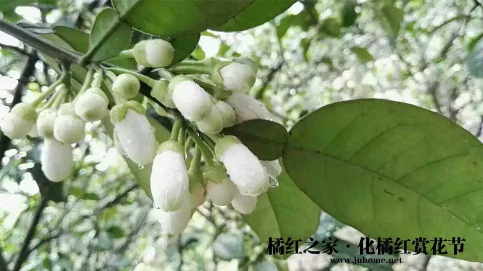 咽炎支气管炎咳嗽？到这个地方旅游几天就好了