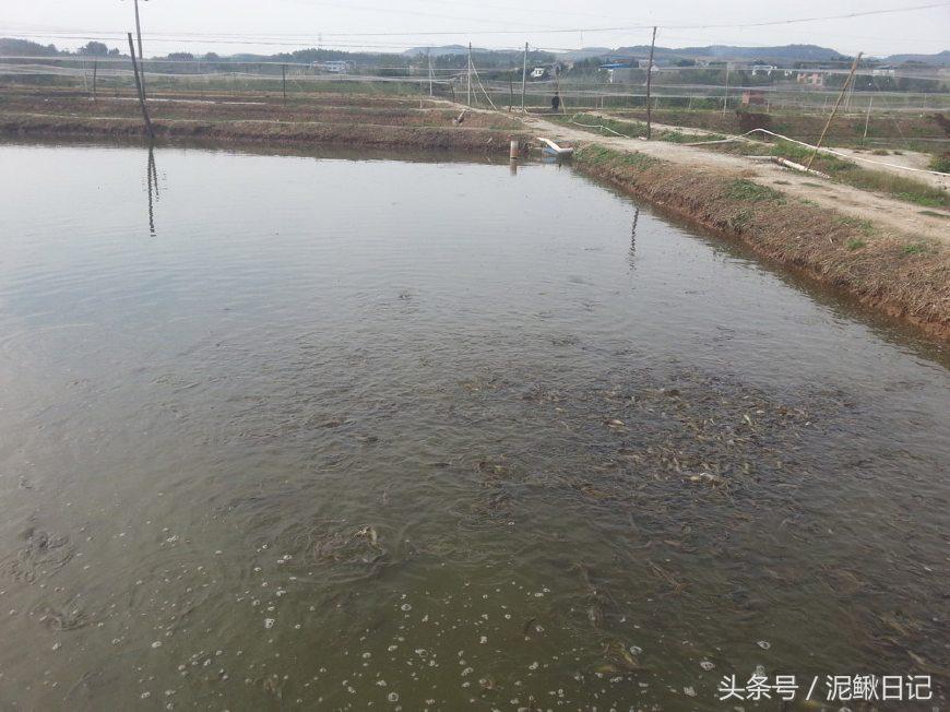 泥鳅养鱼怎么养活得久,家里鱼缸又养鱼又养泥鳅好吗