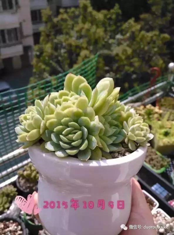 一株多肉治愈整个人心,一棵多肉的逆袭