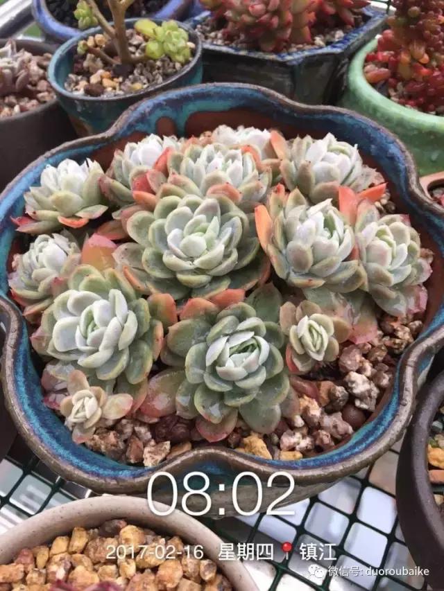 一株多肉治愈整个人心,一棵多肉的逆袭