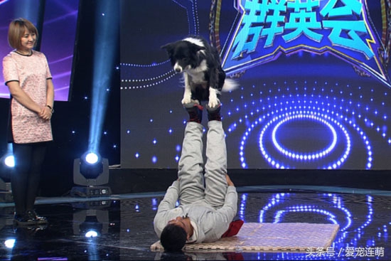 狗狗的用途,狗狗工作地方