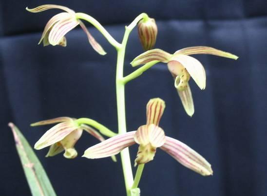 云南最贵的兰花品种有几种,云南兰花名贵品种图片介绍