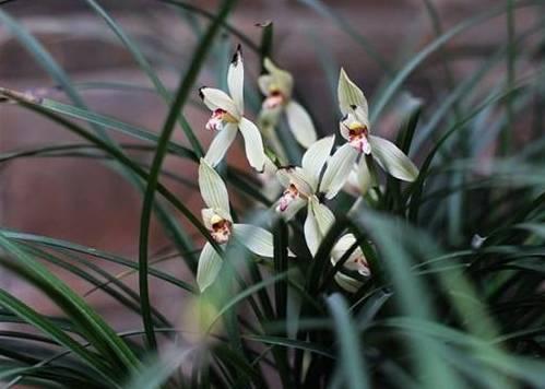 云南最贵的兰花品种有几种,云南兰花名贵品种图片介绍