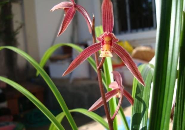 云南最贵的兰花品种有几种,云南兰花名贵品种图片介绍