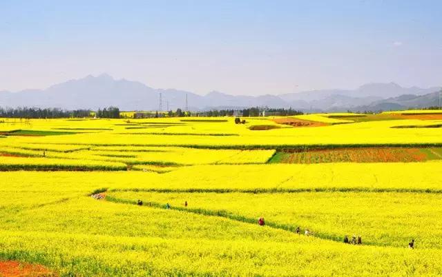 用VR看花海是种怎样的体验?这周就去免费看~