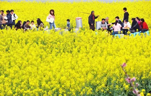用VR看花海是种怎样的体验?这周就去免费看~