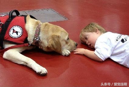 狗狗的用途,狗狗工作地方