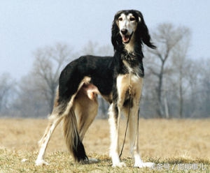 世界上最贵的三种狗狗是哪些,世界上最贵的十种宠物狗