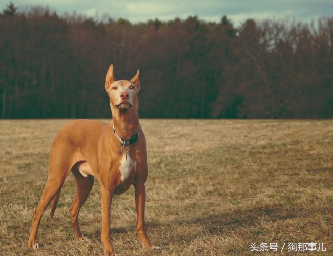 世界上最贵的三种狗狗是哪些,世界上最贵的十种宠物狗