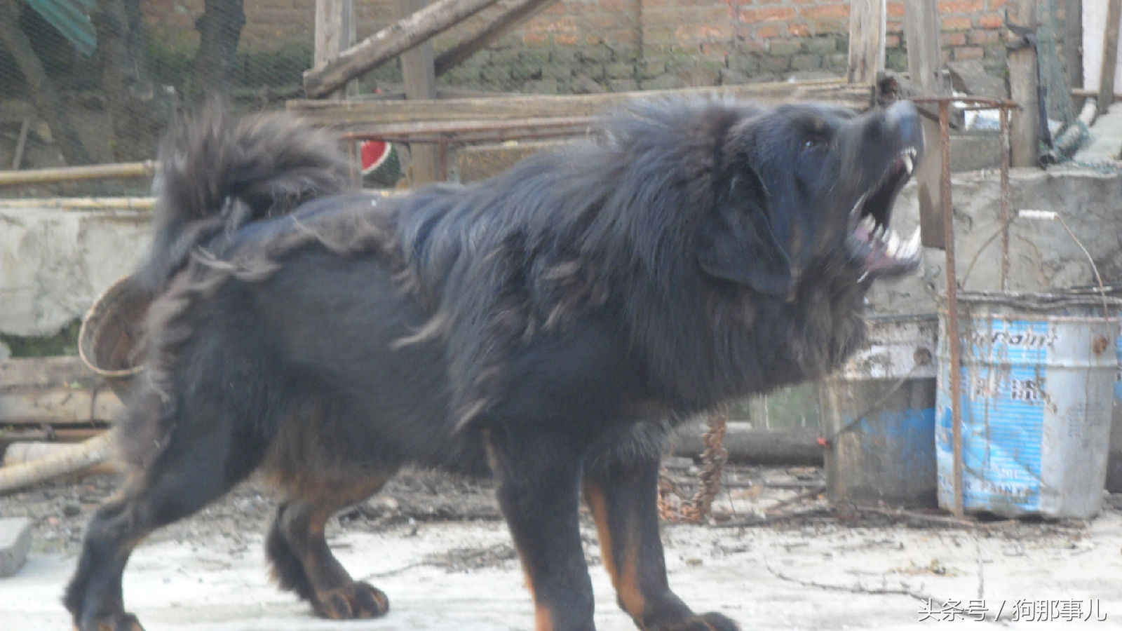 世界上最贵的三种狗狗是哪些,世界上最贵的十种宠物狗