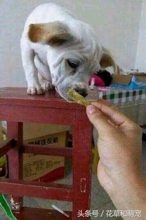 主人骗小狗给大狗吃骨头,主人骗狗狗吃馒头结果拿出鸡肉