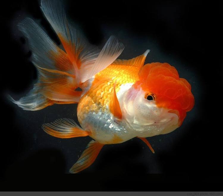 河里的金鱼是什么品种的金鱼,金鱼品种有很多你都知道哪些品种