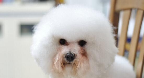 狗狗哭也会流泪,狗狗哭就会有泪痕吗