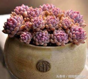 多肉要买生根粉吗,多肉需要买专用土吗