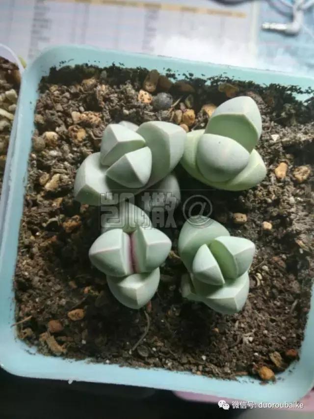 花能解语还多事的读音,一年生石花养护