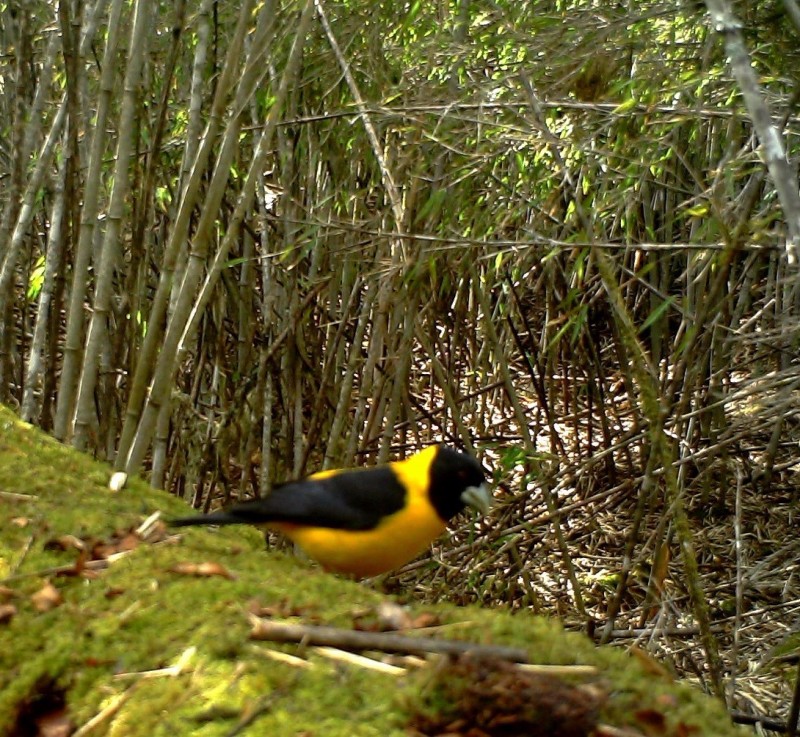 森林之眼好玩吗,森林之眼在景区哪个位置